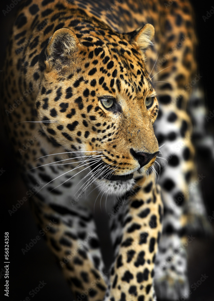 Amur Leopard Amur Leopard