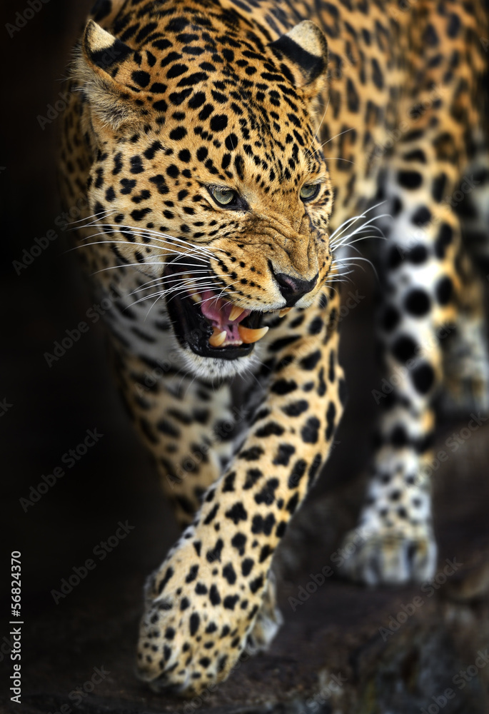 Obraz premium Amur Leopard