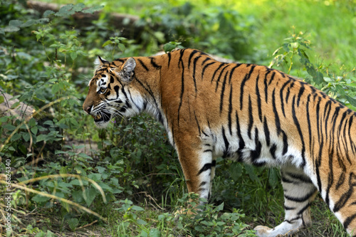 Amur Tiger