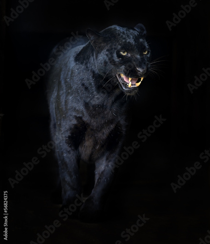 Obraz na płótnie Amur Leopard w salonie
