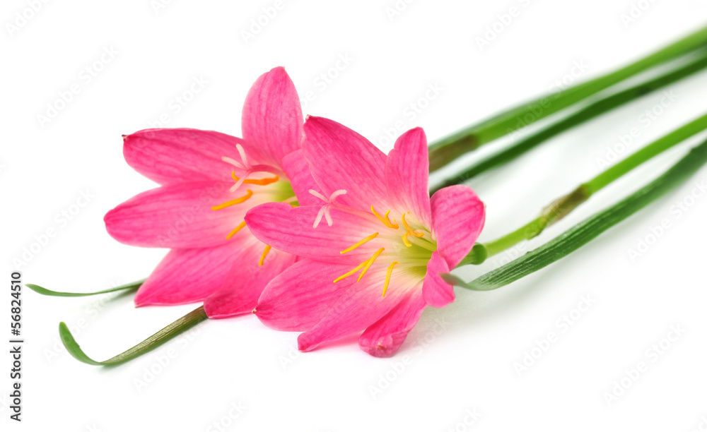 Zephyranthes rosea or Rain lily over white background