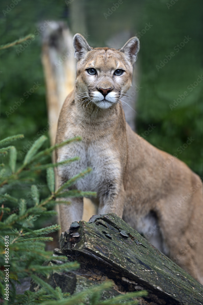 Puma