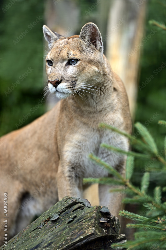 Puma