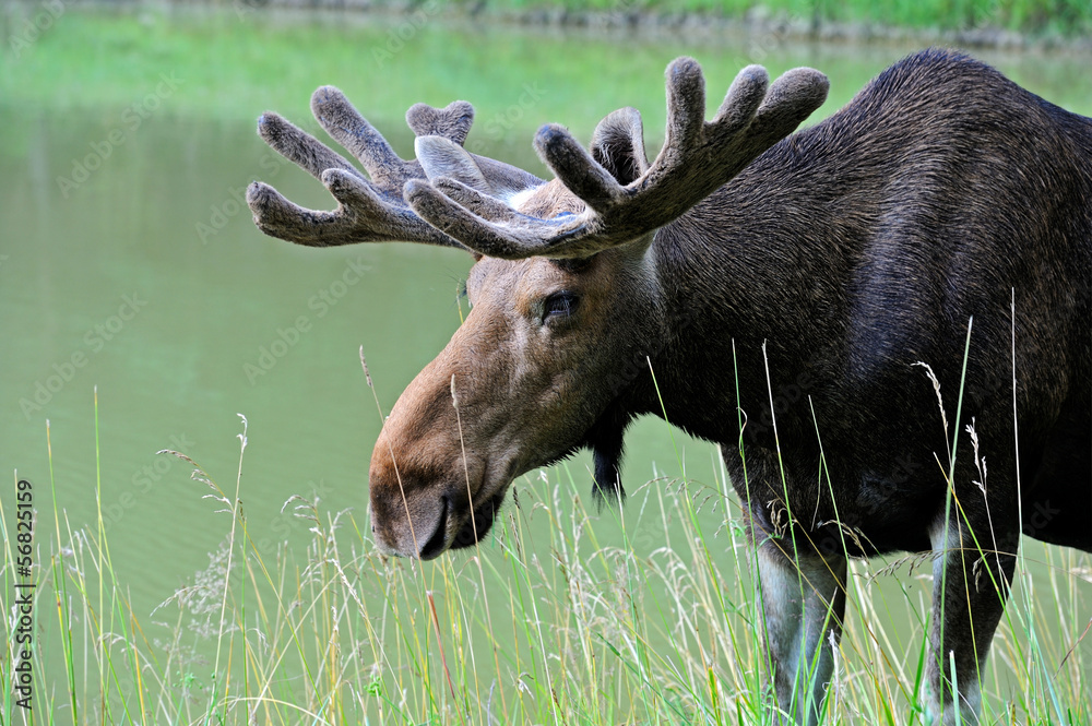 Elk