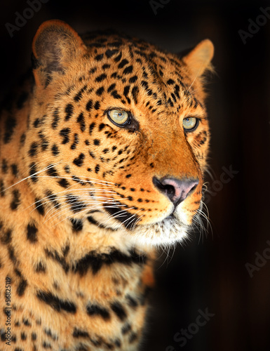 Portrait Leopard © kyslynskyy