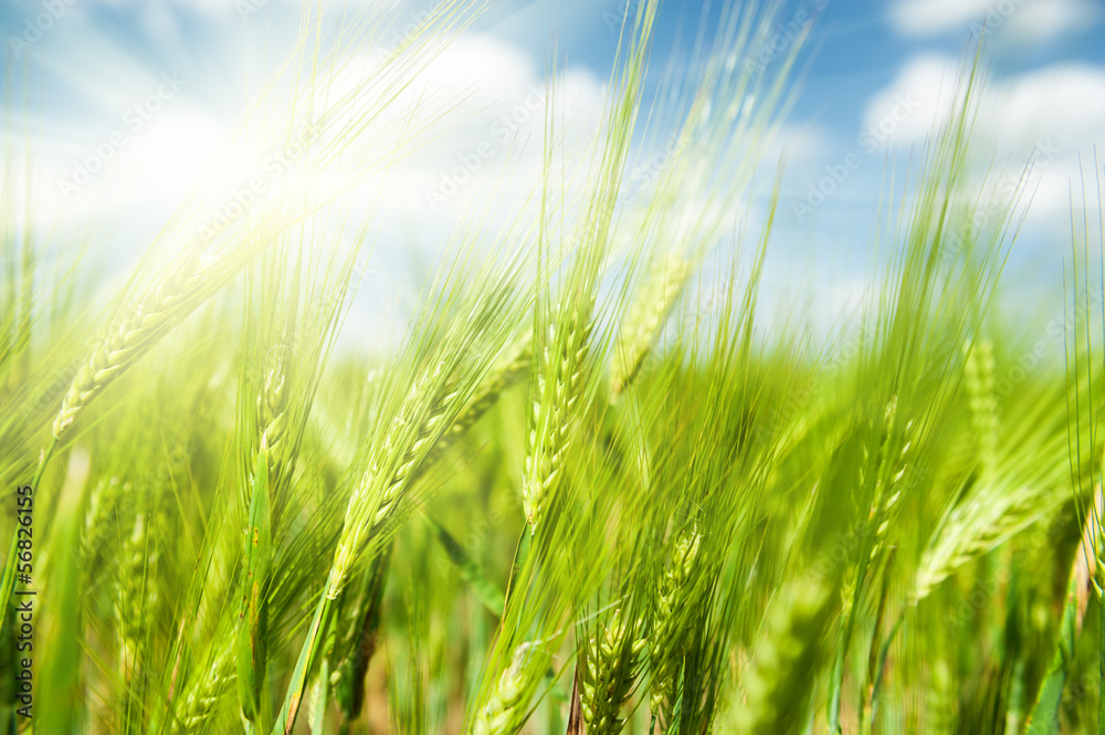 Sunny green wheat field closeup Sunny green wheat field closeup