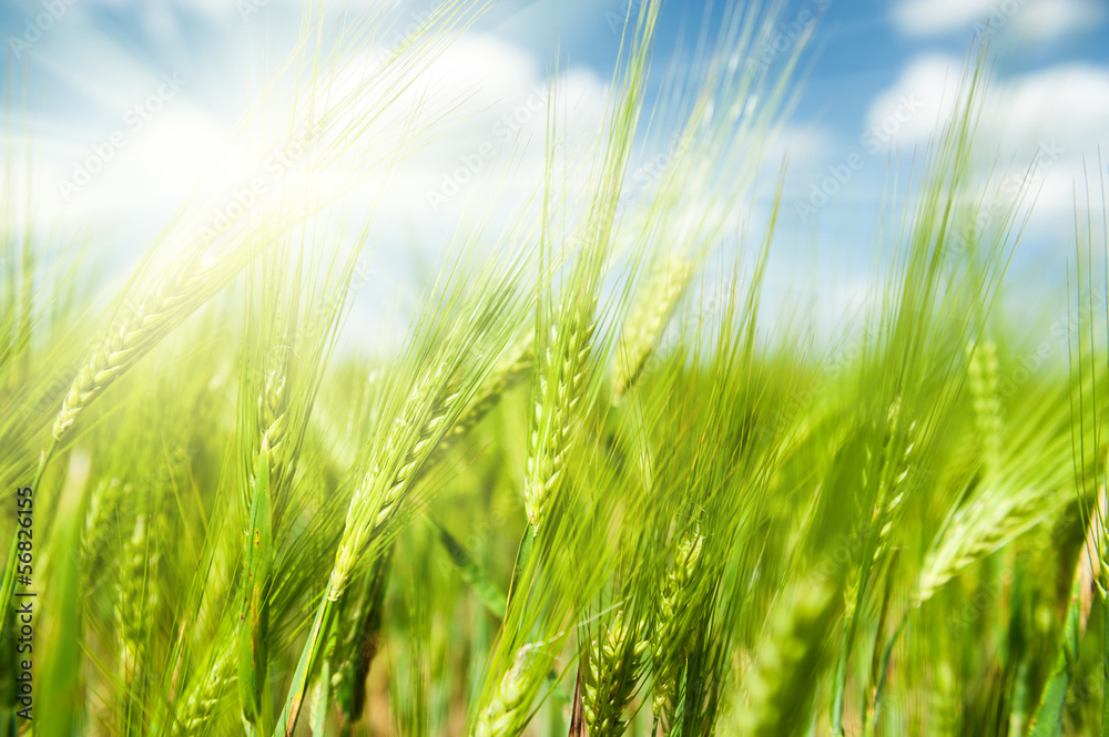 Sunny green wheat field closeup