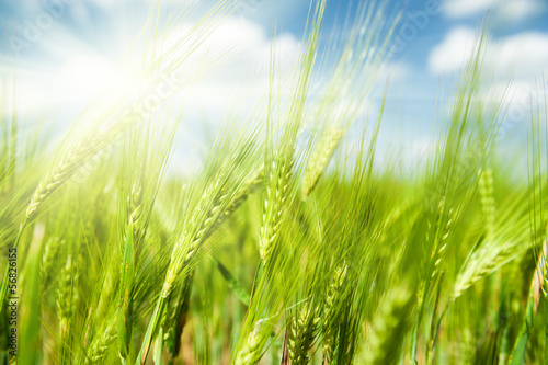 Sunny green wheat field closeup