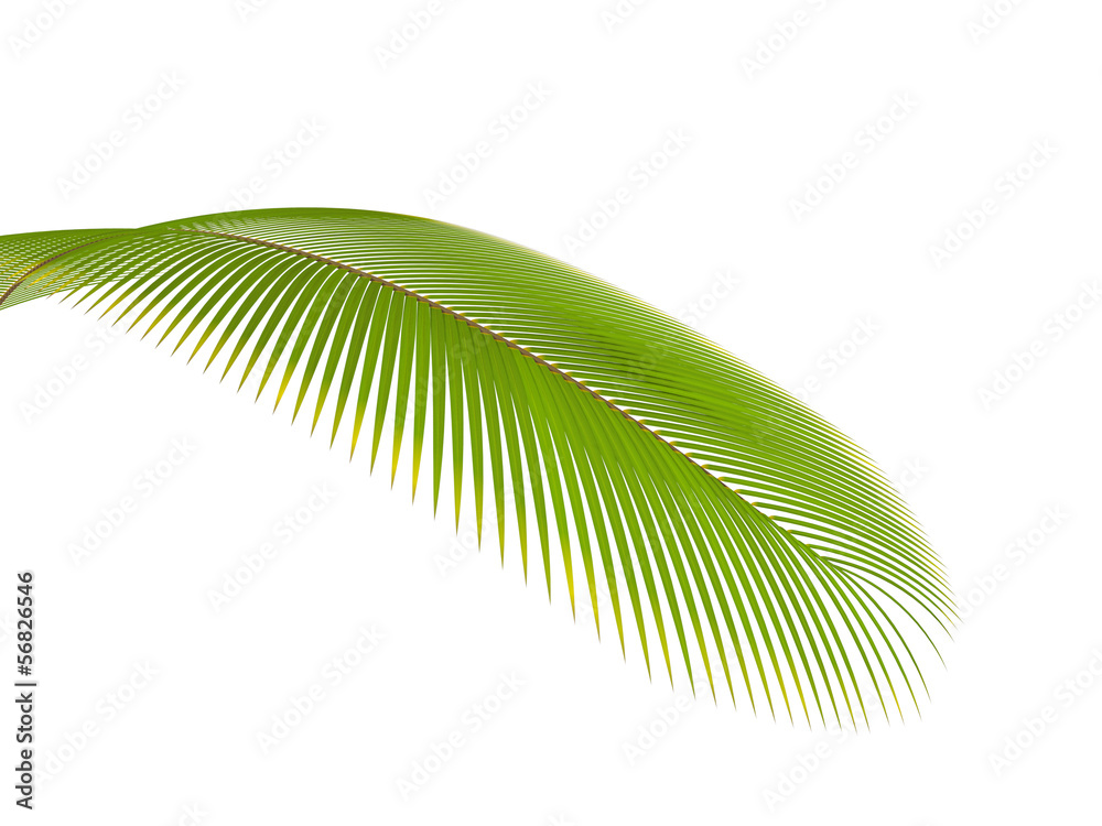 Obraz premium palm branch on a white background