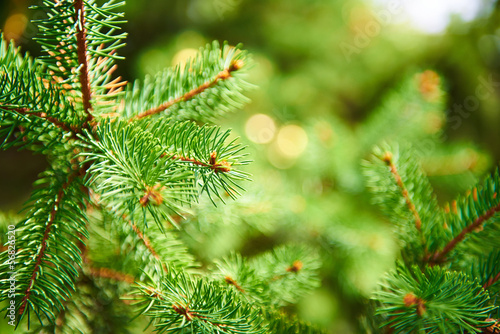 Background of spruce branches