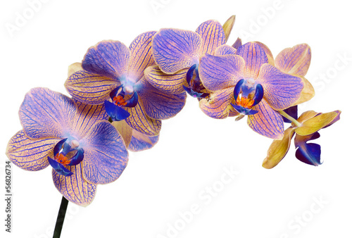 blue and yellow orchid branch on white