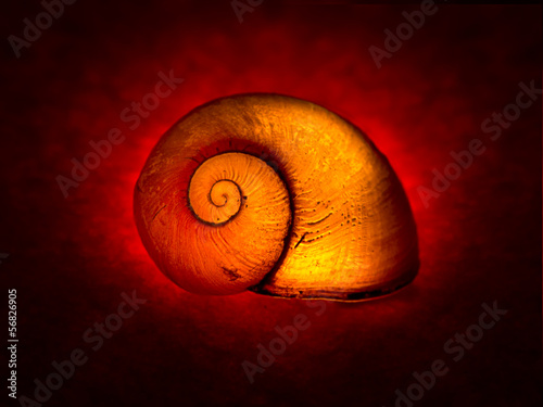 Snail shell illuminated over red - artistic, inner light