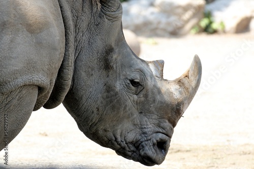 Rinoceronte © beppenob