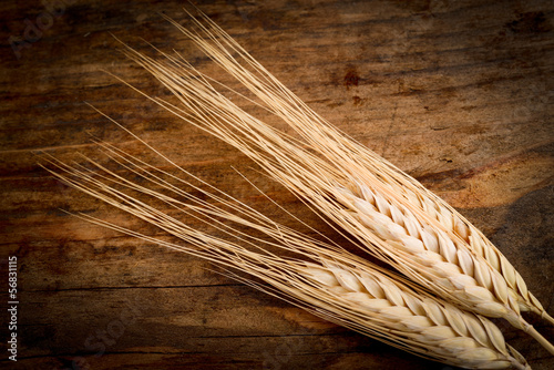 spighe di grano - wheat ears