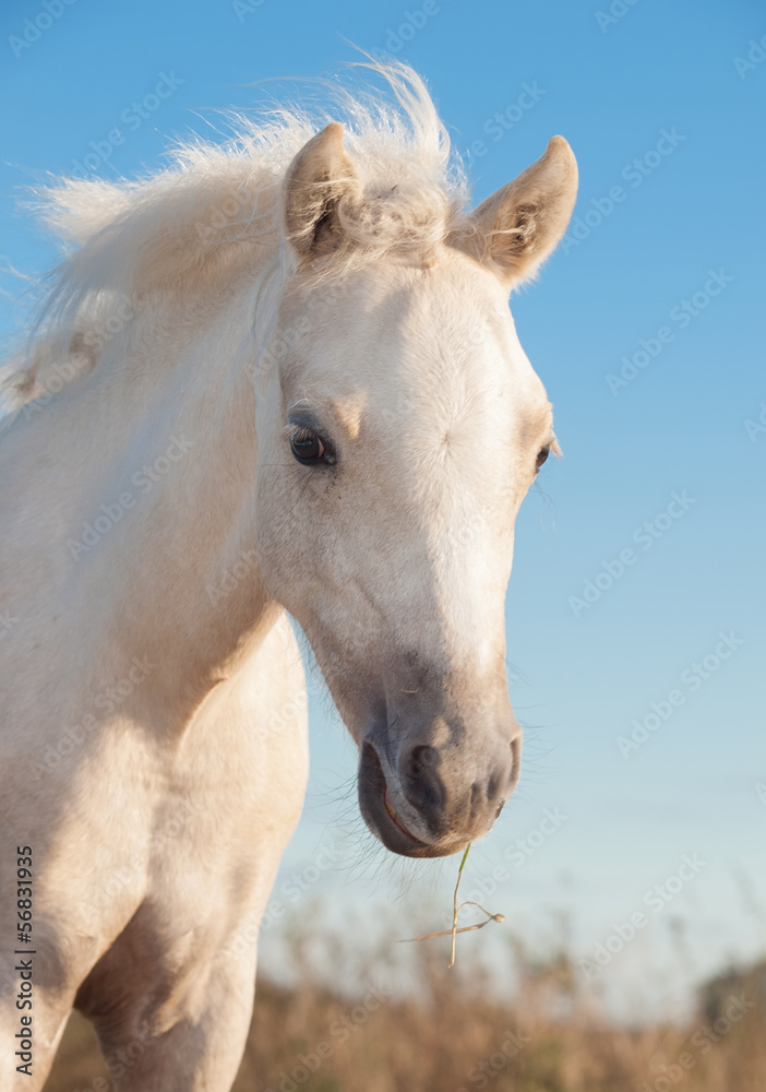 portrait of cremello  welsh  pony  filly