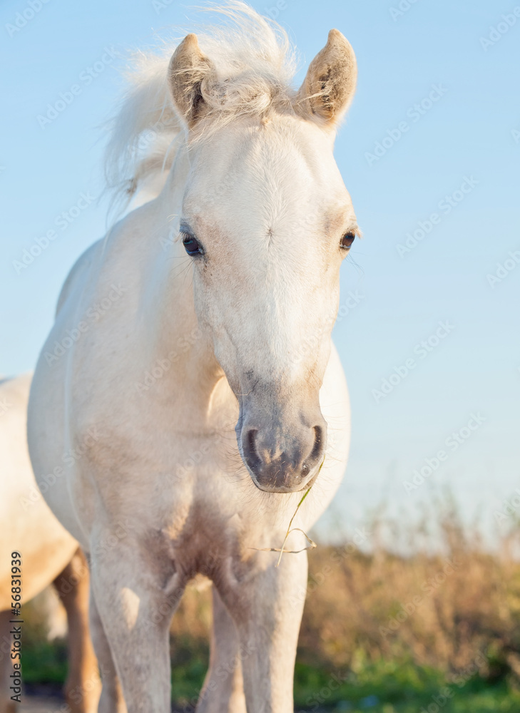 portrait of cremello welsh pony filly portrait of cremello welsh pony filly