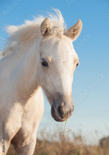 portrait of cremello welsh pony filly