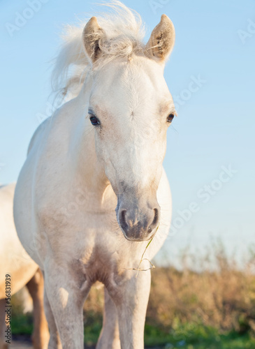 portrait of cremello welsh pony filly