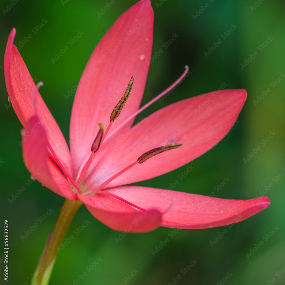 Fototapeta premium Schizostylis Coccinea