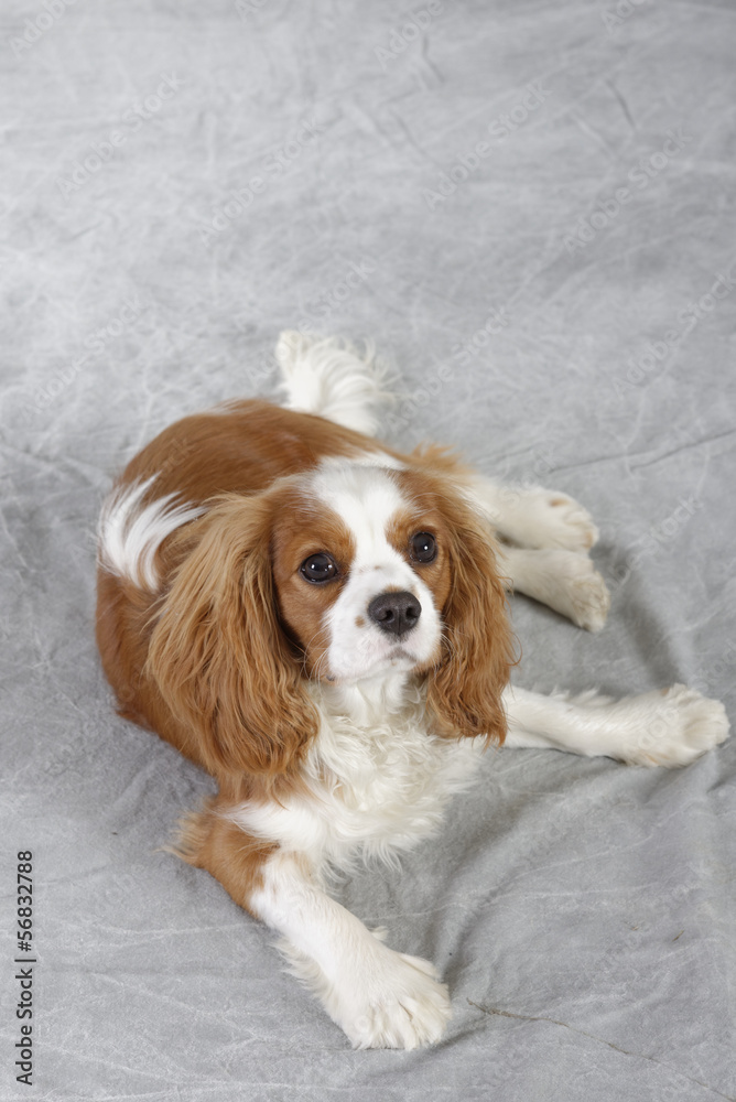 Cavalier King Charles Spaniel. Pet Portrait Photography