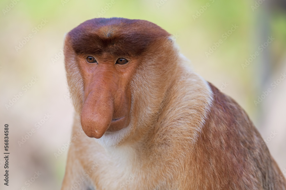 Naklejka premium Proboscis monkey