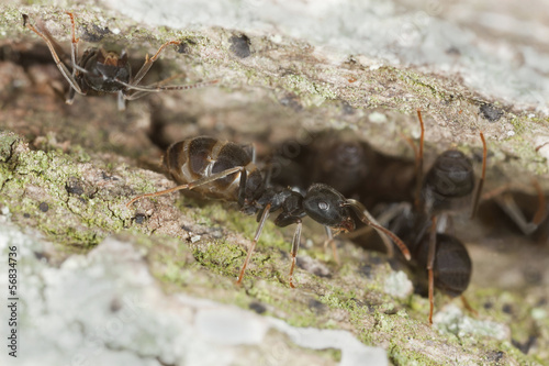 Shiny black wood ant, Lasius fuliginosus and aphids on oak © Henrik Larsson