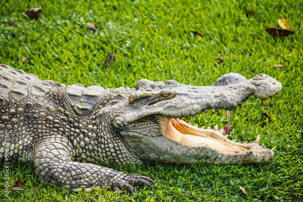 Fototapeta premium crocodile