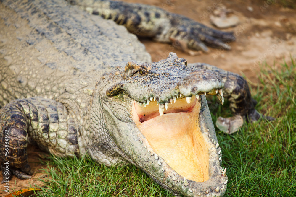 Fototapeta premium crocodile