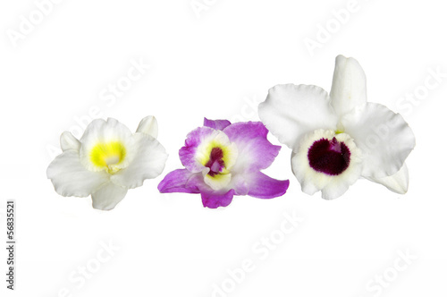 The colorful orchids
