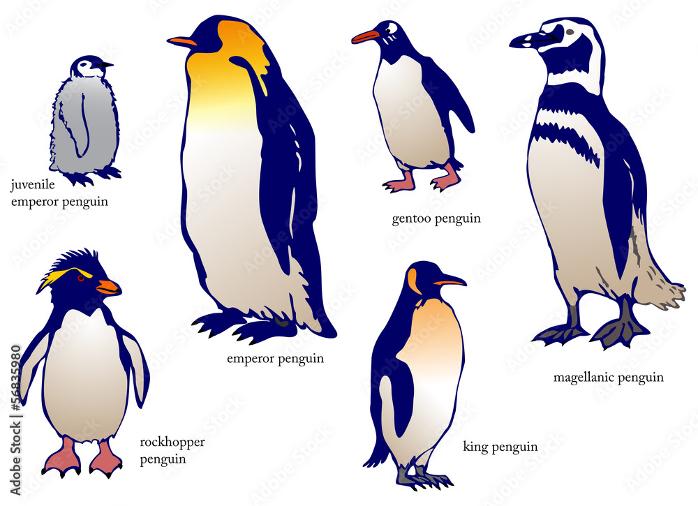 Fototapeta premium Various species of penguin with name (vector)