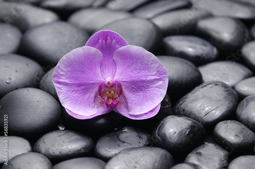 beautiful pink orchid with beach pebble