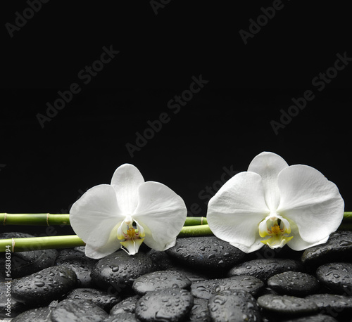 white orchid with bamboo grove on pebble in water drops