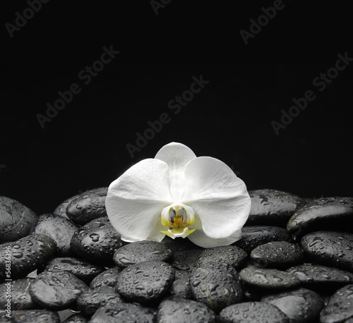 beautiful orchid on beach stones background