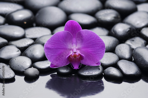 pink beautiful orchid on beach stones background