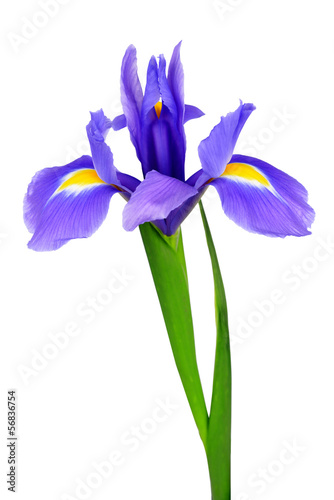 purple iris flower isolated on white background