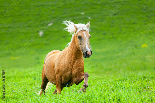 Horse runs on a green summer meadow
