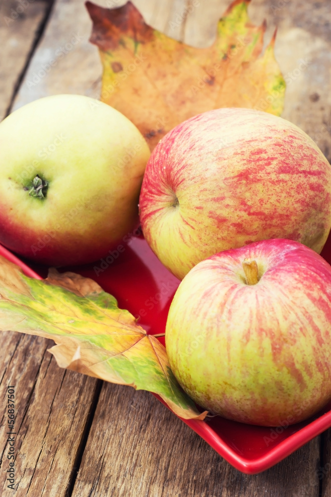 Ripe,sweet apple autumn harvest and fallen leaves Ripe,sweet apple autumn harvest and fallen leaves