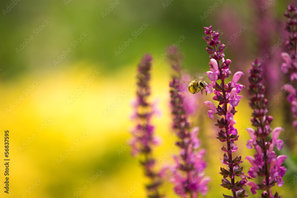Naklejka premium Lavender and bee , defocused background