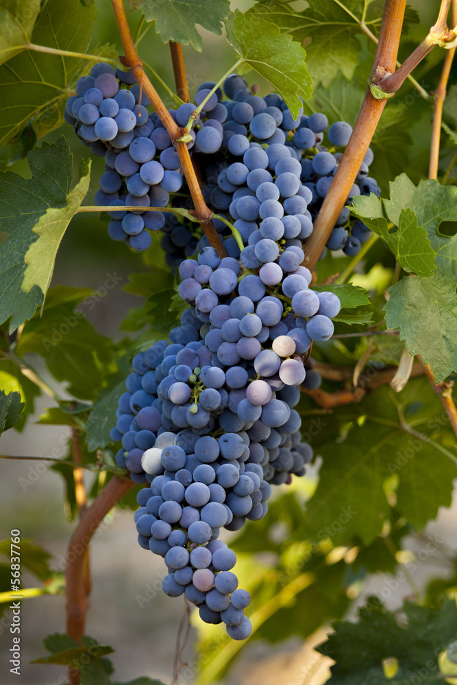 black grapes on vineyard