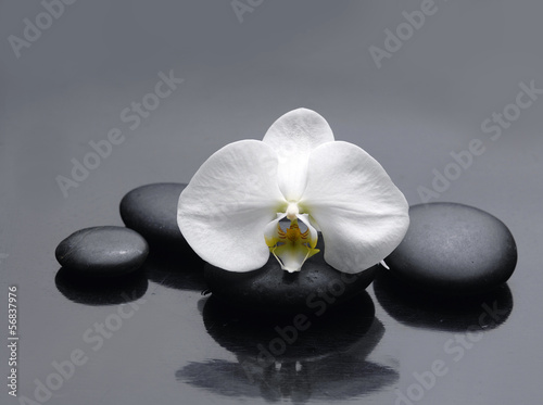 Spa Stones and single white orchid