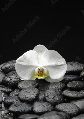 Macro of orchid on pebble in water drops