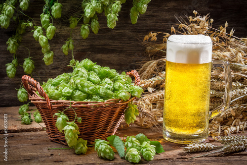 Basket full of hops and a cold beer