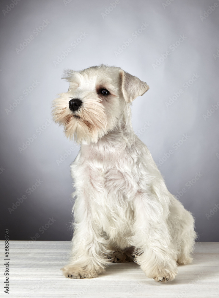 white miniature schnauzer puppy Stock Photo | Adobe Stock