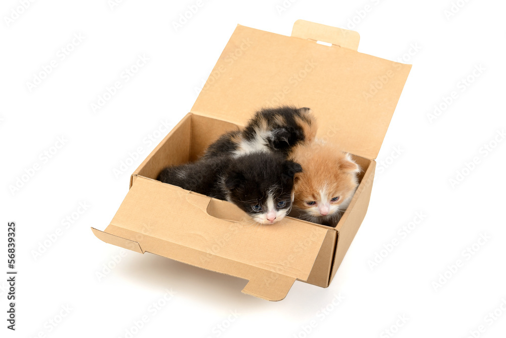Kittens in a box Stock Photo Adobe Stock