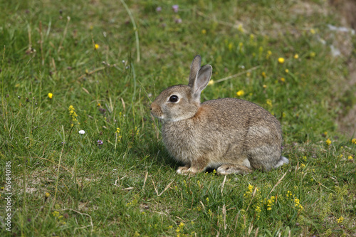 Rabbit, Oryctolagus cuniculus, © Erni