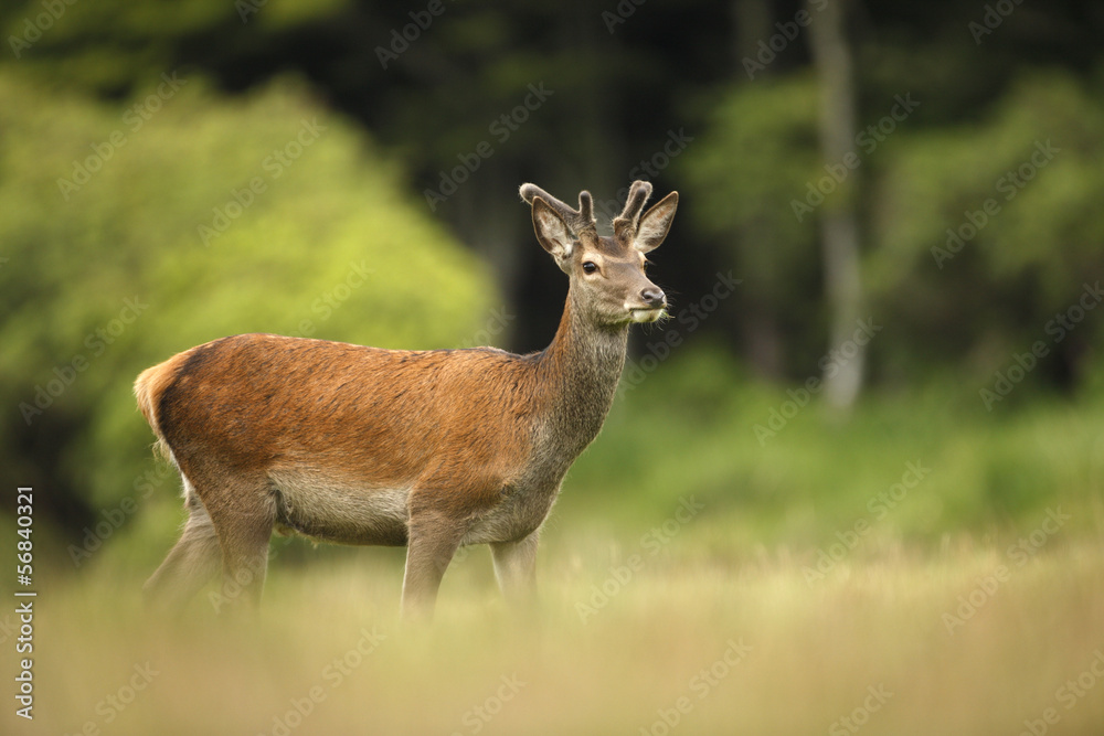 Red deer, Cervus elaphus Red deer, Cervus elaphus
