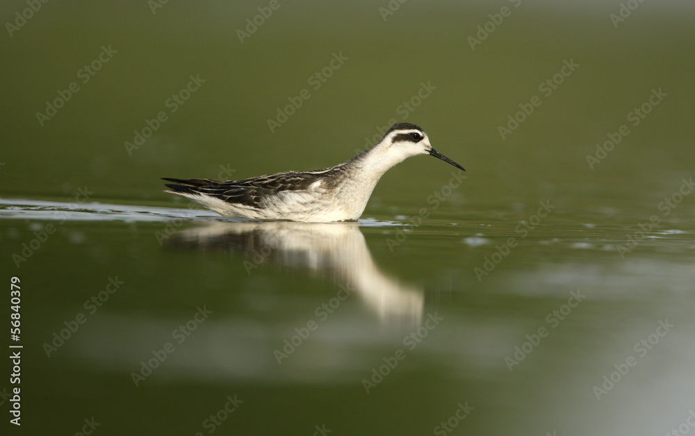 Fototapeta premium Red-necked phalarope, Phalaropus lobatus
