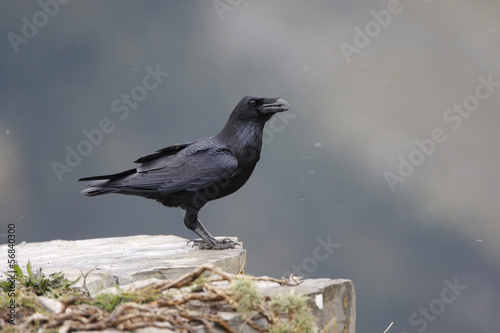 Raven, Corvus corax