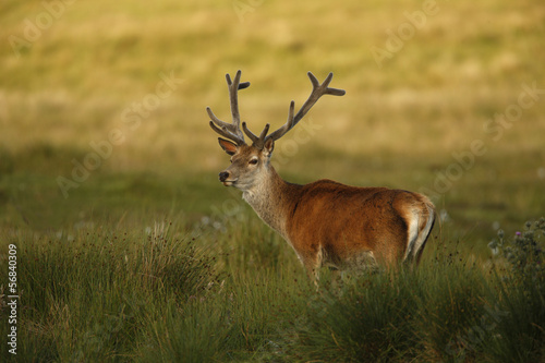 Red deer  Cervus elaphus