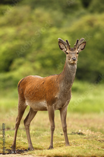 Red deer  Cervus elaphus